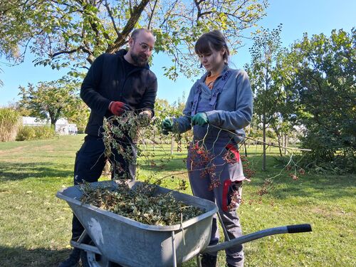 Ein Assistenzgeber und eine Assistenznehmerin arbeiten im Garten und sammeln Gestrüp
